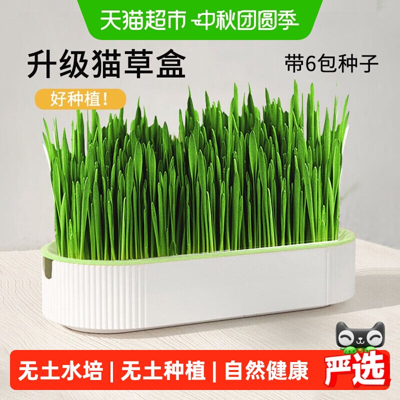 猫草盆栽小麦种子育苗盘无土水培化毛草猫薄荷自已种好幼猫咪零食