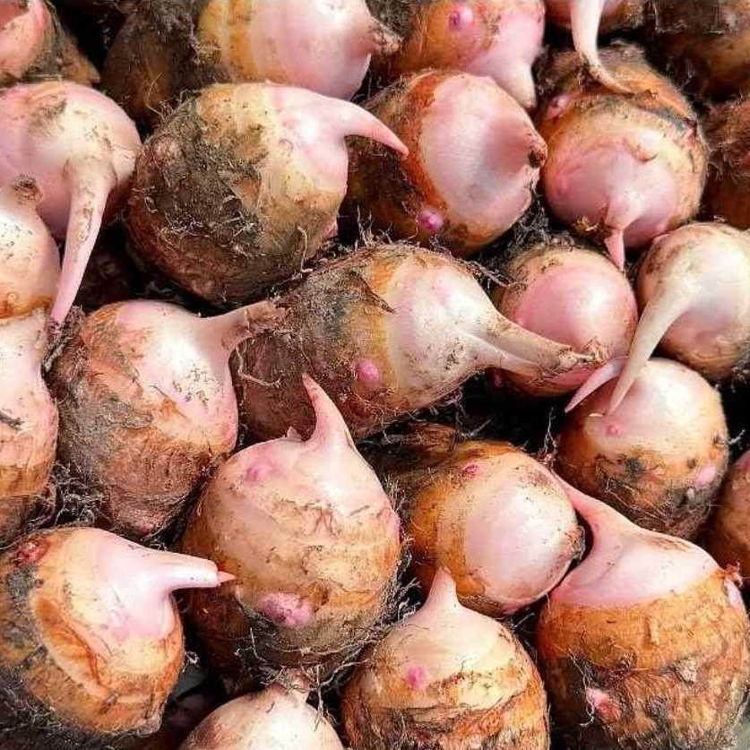 浙江金华高山红芽芋头新鲜蔬菜软糯小芋头现挖农家毛芋艿粉糯奶芋