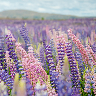 新西兰奥克兰旅游10天9晚半自由行 霍比特村皇后大街伊甸山天空塔