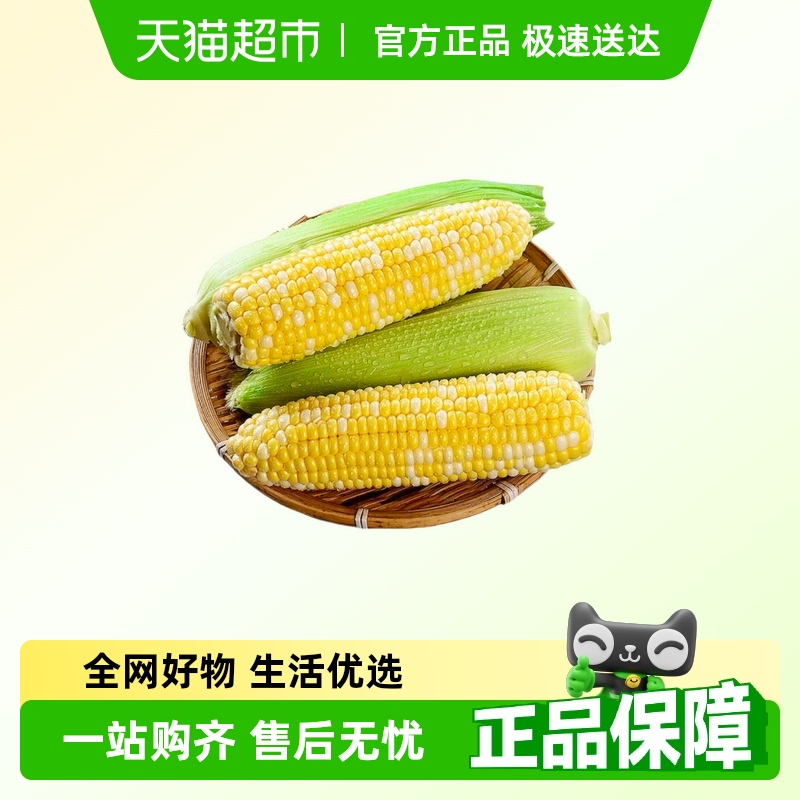 现摘云南甜脆爆浆香甜水果可生吃金银玉米包邮