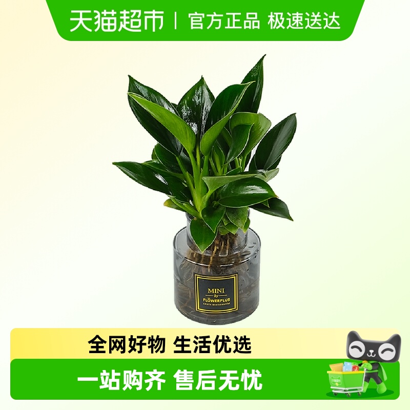 朵屿花间烟灰色玻璃瓶水培绿植