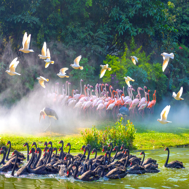 百鸟飞歌 乘船探秘 鹦鹉乐园 火烈鸟小小保育员