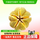 下拉详情领优惠 榴莲之光 榴莲泰国新鲜金枕榴莲顺丰勿生切