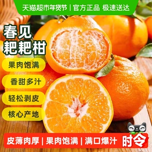 四川春见耙耙柑时令应季新鲜水果现摘柑橘四川蒲江耙耙柑现摘橘子