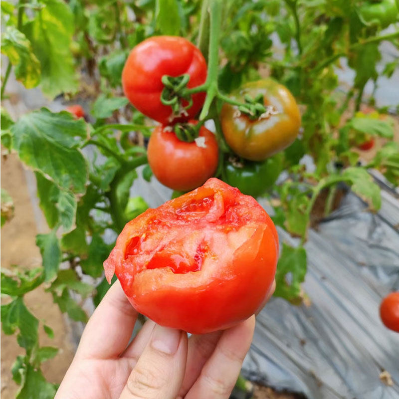 正宗本地番茄粉果西红柿生吃农家种批发整箱现采现发沙瓤多汁,水产肉类/新鲜蔬果/熟食,番茄,淘宝优惠券,粉丝福利购,淘宝优惠卷