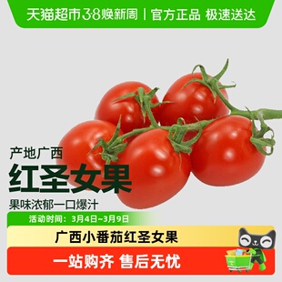 广西小番茄红圣女果新鲜当季水果樱桃小西红柿生吃农家现摘