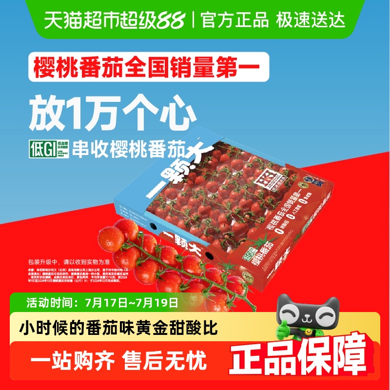 一颗大新鲜樱桃红串番茄