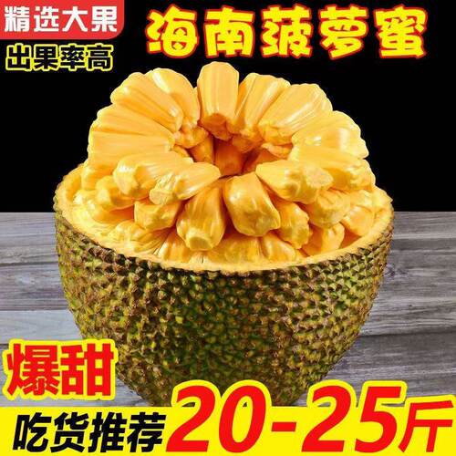 整个大果海南老树菠萝蜜新鲜材质