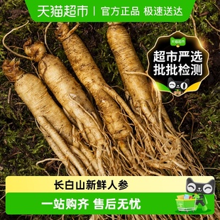 正宗东北新鲜整根人参吉林长白山野山参煲汤泡酒药材非干货残参