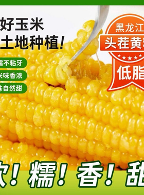 正宗东北黑龙江新鲜黄糯玉米糯拉丝独立真空包装寒地黑土一年一季