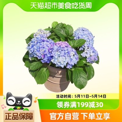 易多梦幻蓝绣球花虹越