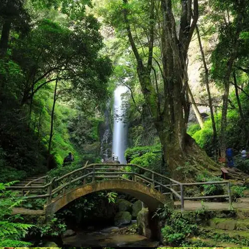 [莫里热带雨林风景区-门票]即时入园未用可退