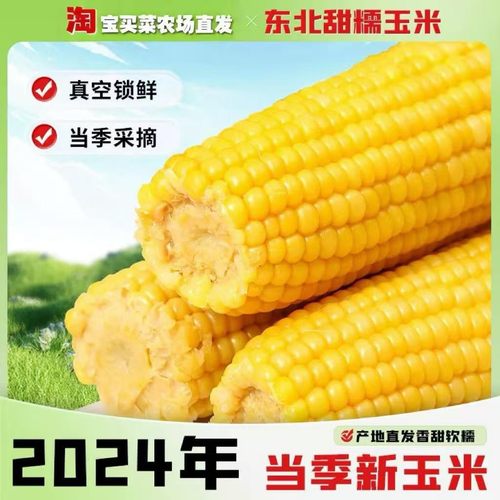 东北黄糯玉米甜糯真空包装18-20根代餐粘玉米健康美味农产品