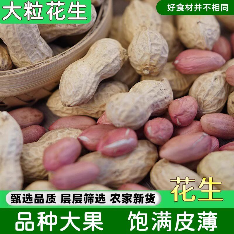 生带壳花生新货晒干带壳新鲜花生果原味白沙带皮高产薄壳种籽子