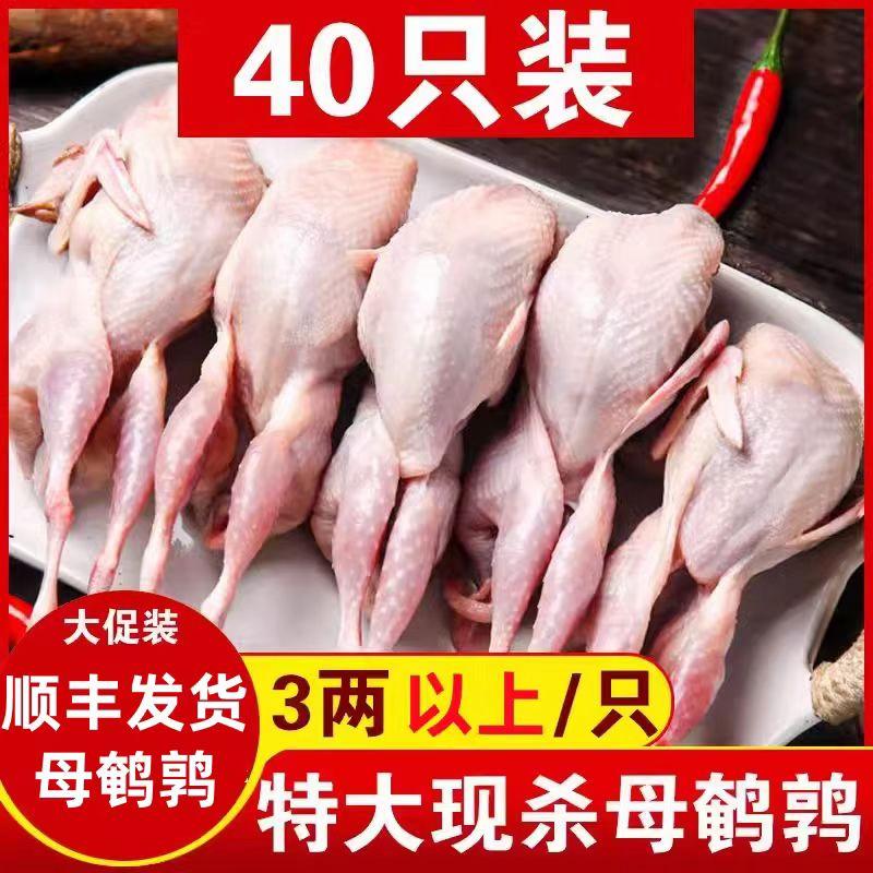 顺丰特大40只现杀鹌鹑放血母鹌鹑去内脏新鲜白条鹌鹑烧烤山鸡