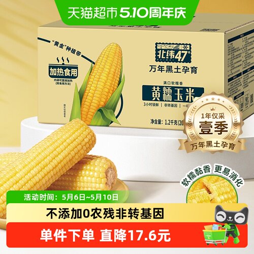 北纬47°黄糯鲜食玉米200g×6根
