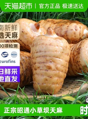 正宗云南昭通新鲜乌天麻小草坝仿野生种植特级药材现挖现发特产