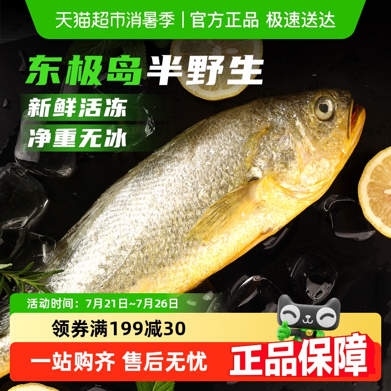 遇上鲜山东极岛半野生大黄鱼
