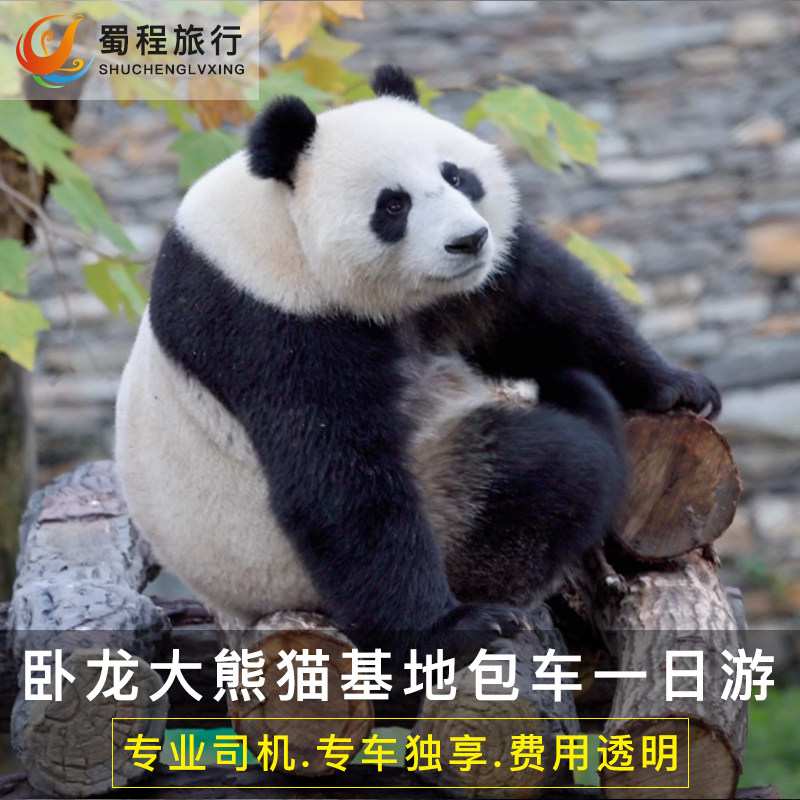 成都到四姑娘山双桥沟卧龙神树坪中华大熊猫苑熊猫基地一日游包车