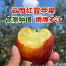2025年红露昭通高山丑苹果应季 水果脆甜多汁新鲜采摘整箱发货