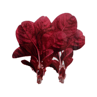 香港种大红圆叶苋菜种子叶片鲜红叶肉厚新品种农家四季盆栽蔬菜籽