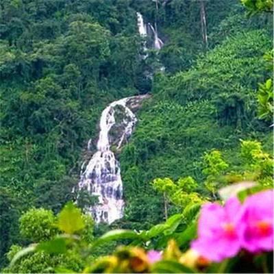 [海南百花岭热带雨林文化旅游区-门票+观光车+树梢栈道+雨林速滑]海南琼中百花岭