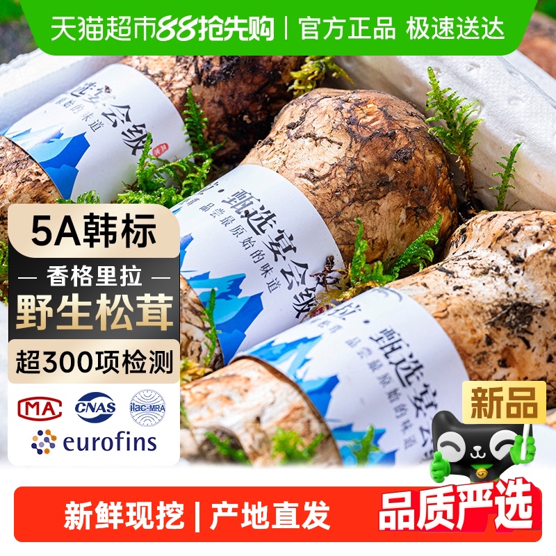 云南香格里拉野生松茸新鲜新货