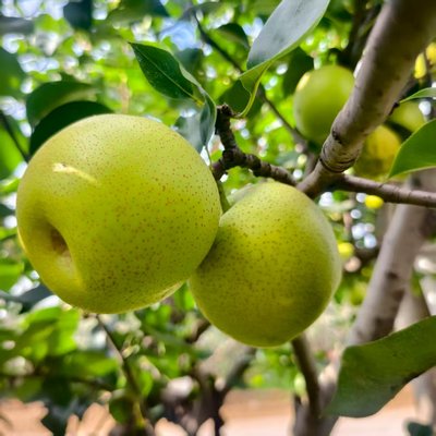 砀山青皮梨皇冠梨薄皮梨子当季新鲜水果苹果梨批发一整箱