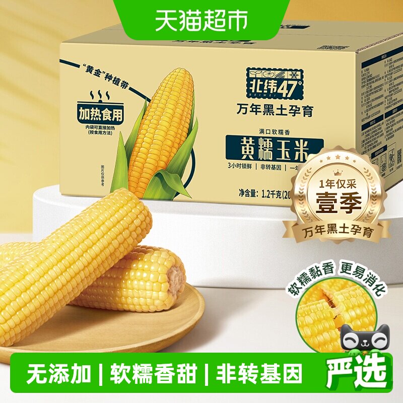 北纬47度黄糯鲜食玉米东北黑龙江玉米真空包装苞米棒杂粮