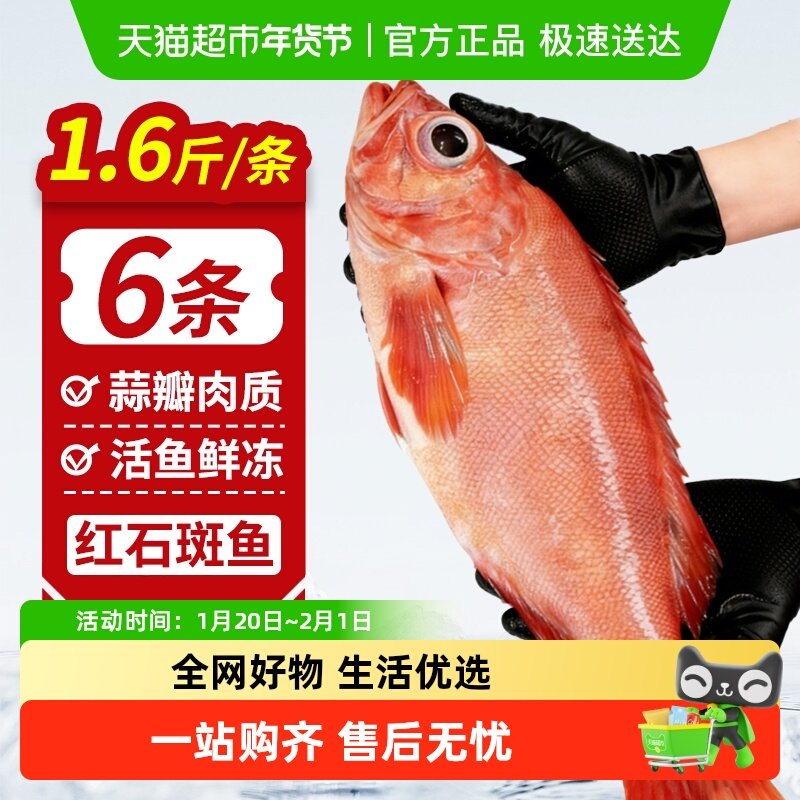 云储生活红石斑鱼鲜活冷冻深海龙胆石班鱼富贵鱼海鲜水产超大整条,水产肉类/新鲜蔬果/熟食,比目鱼/多宝鱼/鸦片鱼/龙利鱼,淘宝优惠券,粉丝福利购,淘宝优惠卷