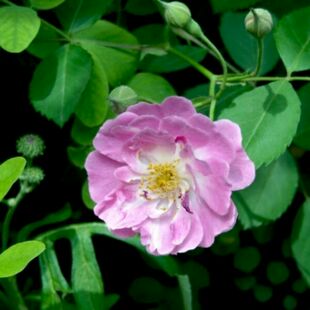 山蔷薇花野蔷薇花悬钩子蔷薇花攀援蔷薇花苗野生苗