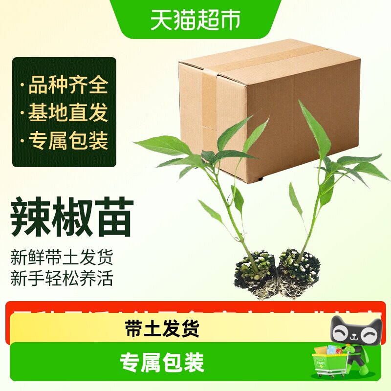 寿禾樟树港辣椒苗耐寒易管理图片