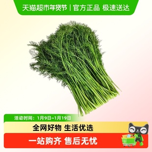 茴香菜新鲜现摘茴香苗不带根包饺子馅料农家小茴香菜
