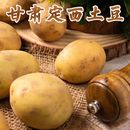 正宗甘肃定西马铃薯2025年新鲜现挖高山洋芋迷你土豆农家自种