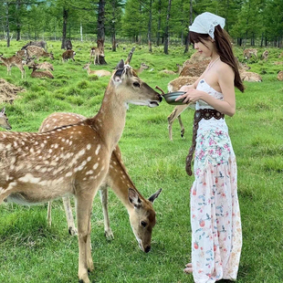 哈尔滨伊春旅游金山鹿苑五营汤旺河石林嘉荫横道河子长白山10天9