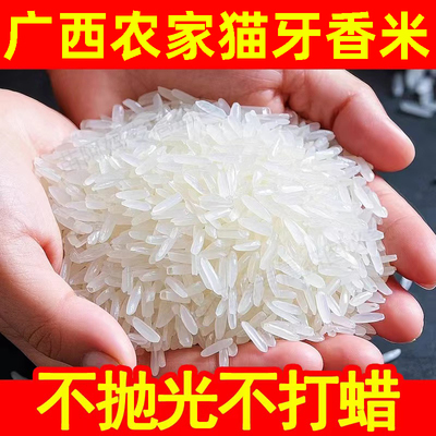 上林19香米广西农村大米超长粒猫牙米象牙米丝苗米软糯香甜煲仔饭