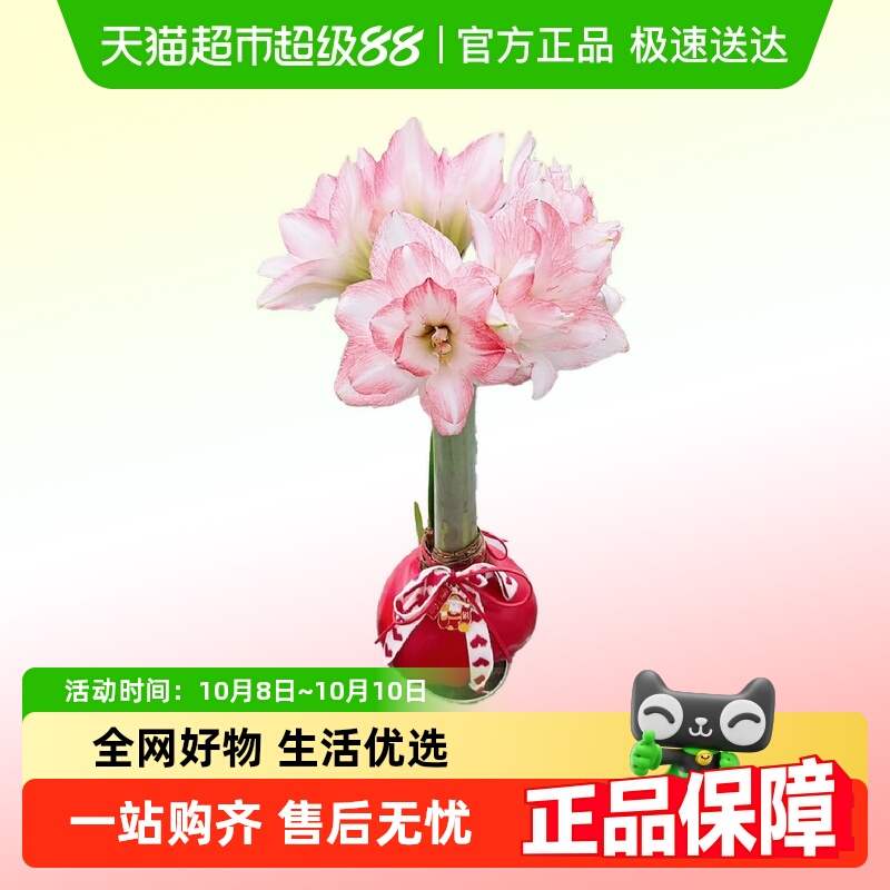 朵屿花间蜡封朱顶红种球花卉