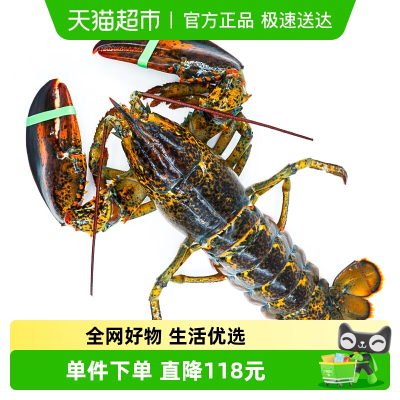 企业购渔传播鲜活波士顿大龙虾