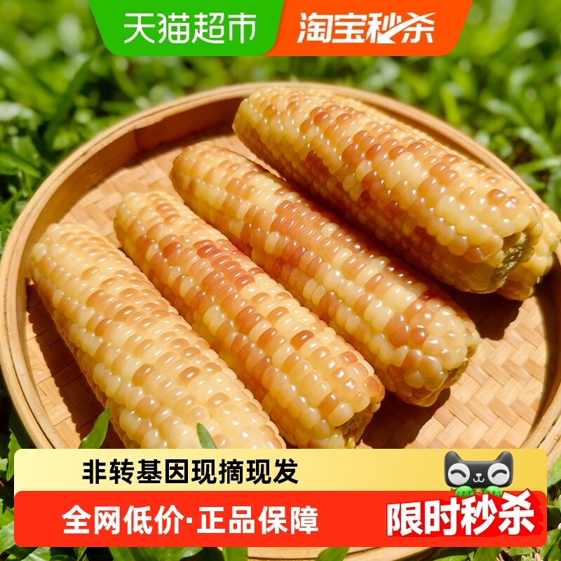 云好糯西双版纳新鲜花糯玉米香甜软糯真空早餐云南老品种玉米棒,水产肉类/新鲜蔬果/熟食,新鲜玉米,淘宝优惠券,粉丝福利购,淘宝优惠卷