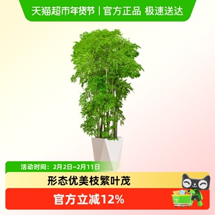 【发货】羽叶福禄桐盆栽室内客厅落地大号大型绿植花盆景真树
