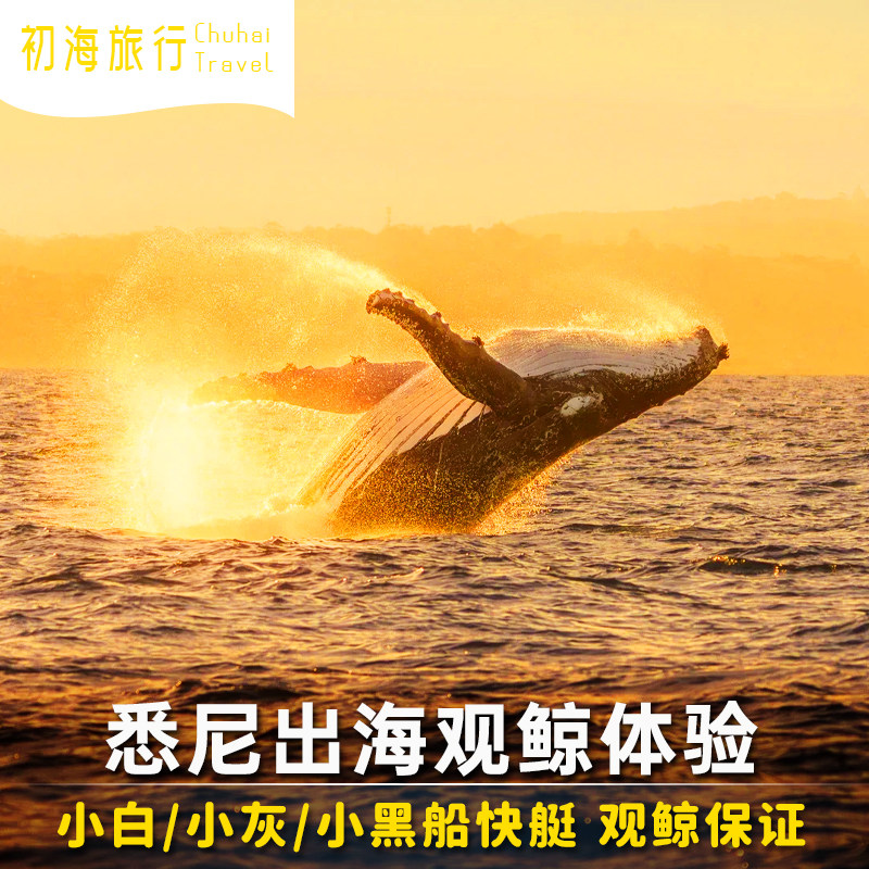 【极速确认】澳洲旅游悉尼观鲸鱼快艇游船环形码头小黑小白小灰船