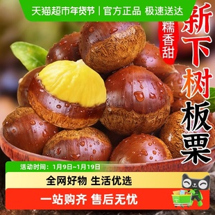 2025新货正宗山东油板栗大果野生油栗大个燕山栗子板栗生新鲜