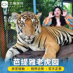 泰国芭提雅Tiger park芭堤雅老虎园拍照近距离接触老虎