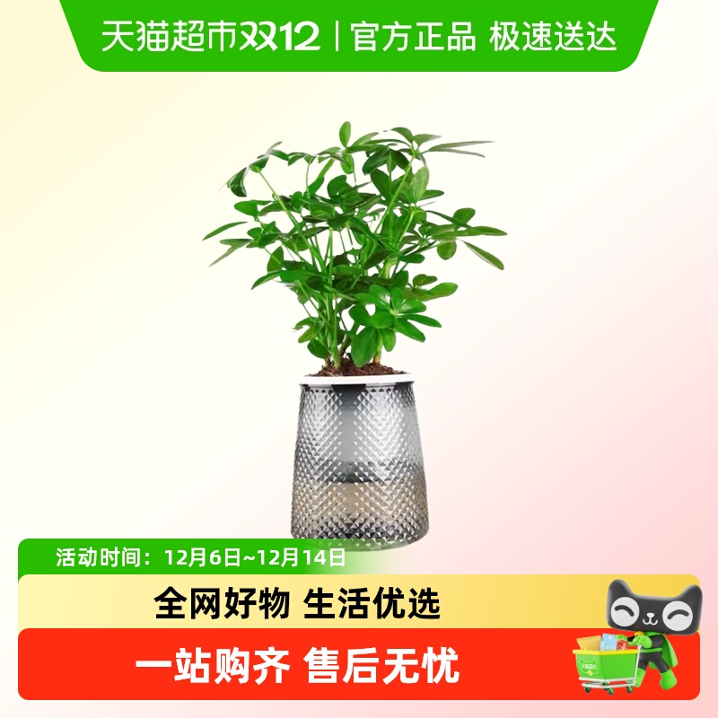 朵屿花间七叶莲小绿植