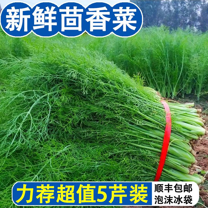 顺丰小茴香菜新鲜时令蔬菜茴香根现摘茴香菜新鲜大茴香菜包邮