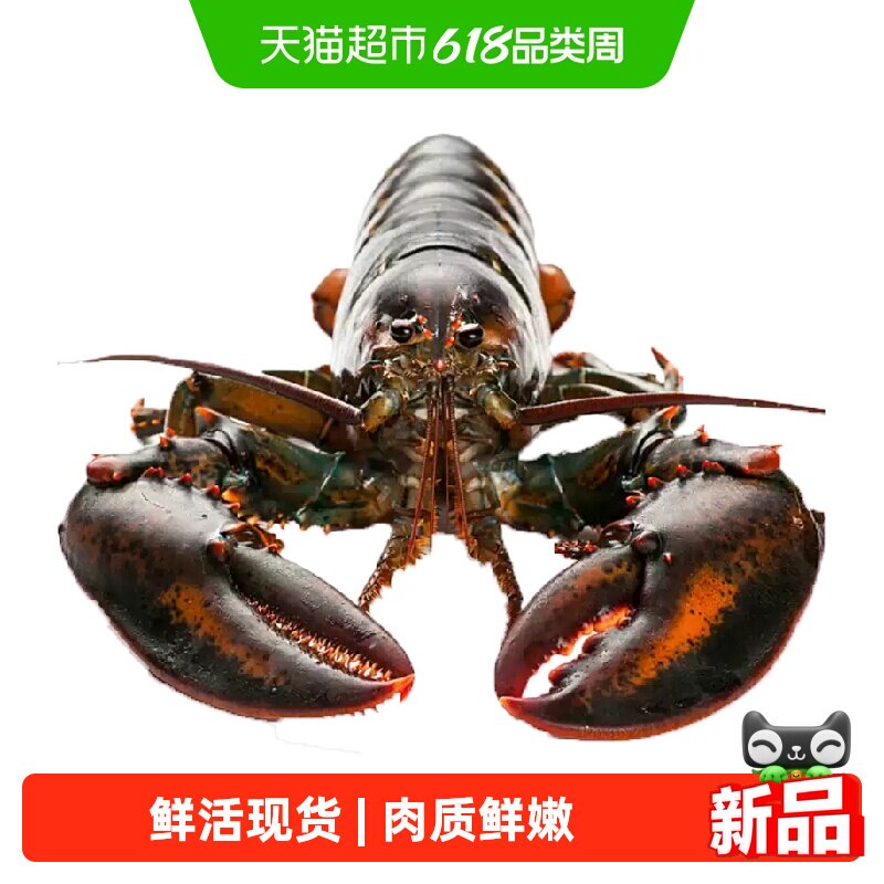 渔传播【鲜活现货】鲜活波士顿龙虾450g*2只海鲜水产送礼