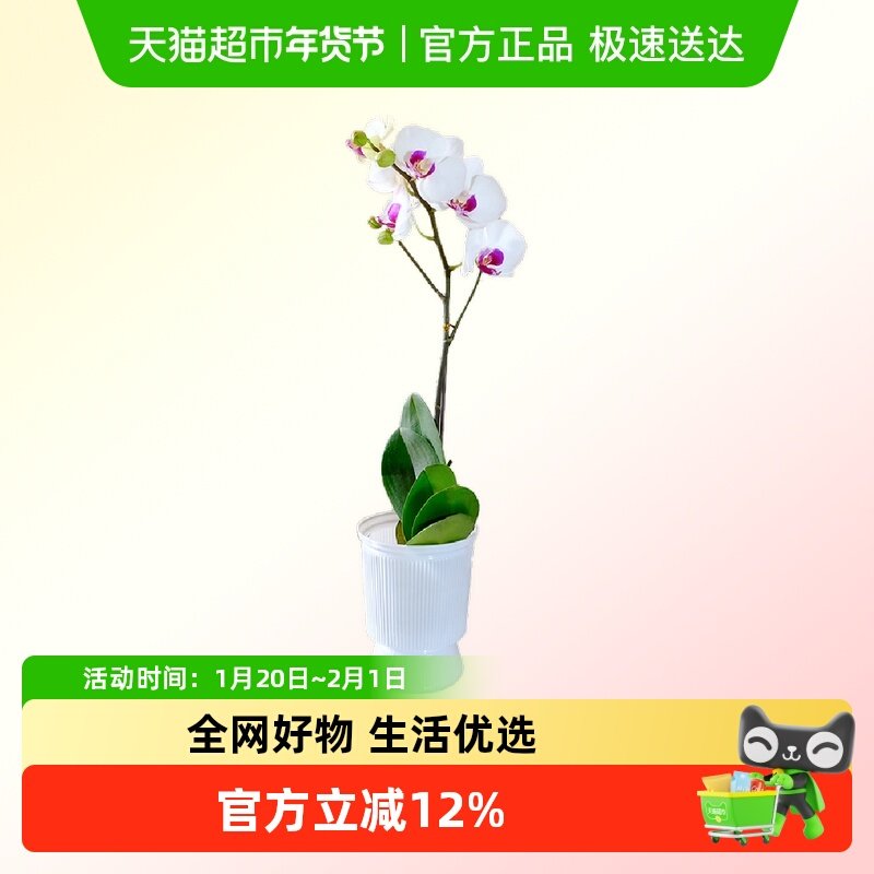 蝴蝶兰盆栽带花苞客厅年销花卉节日送礼,鲜花速递/花卉仿真/绿植园艺,国兰/杂交兰/洋兰类,淘宝优惠券,粉丝福利购,淘宝优惠卷
