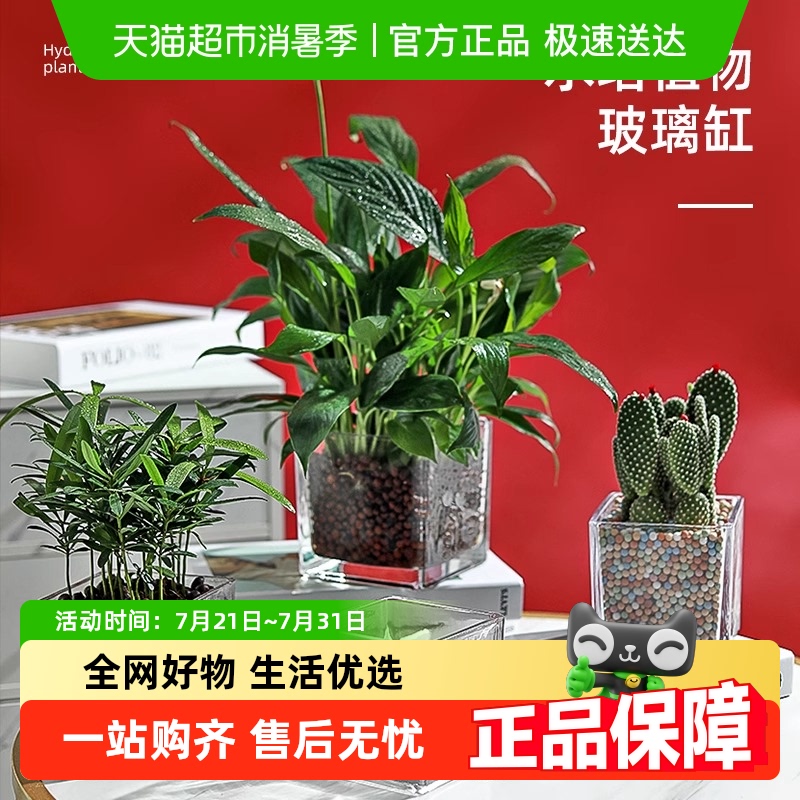 玻璃花盆简约风水培花瓶