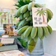 禁止蕉绿水培带杆苹果蕉4-6斤/8-9斤可食用香蕉绿植直播