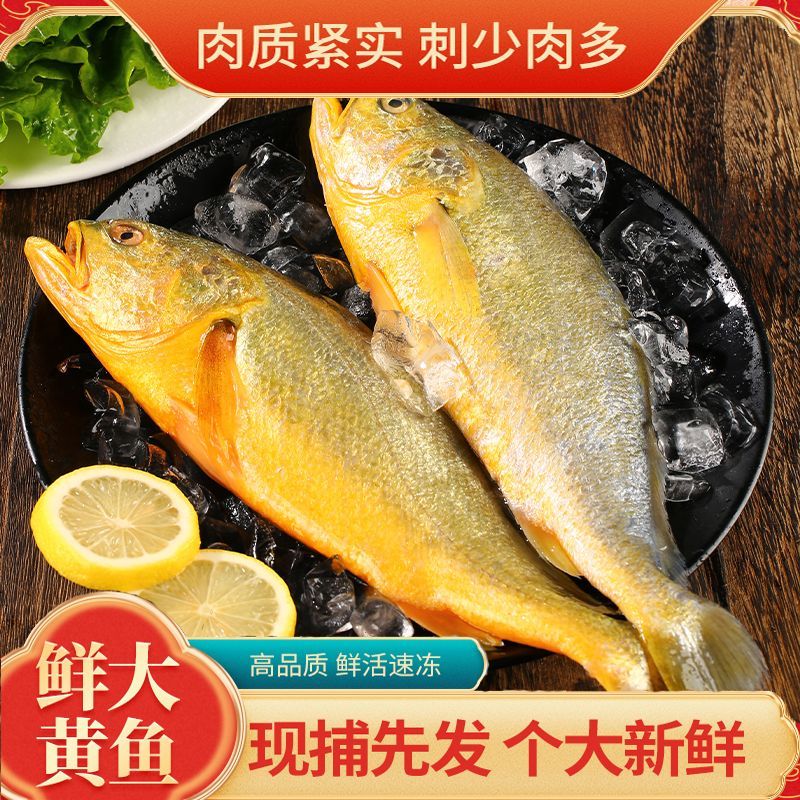 正宗福建宁德黄花鱼甄选精品鲜活大黄鱼速冻锁鲜高档大黄花鱼